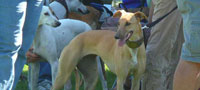 Foxy at the 2009 NAWRA National match in WA. Photo courtesy of Beth Levine