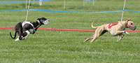 Foxy in the lead. Photo courtesy of Rick Steele.