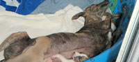 Karma and pups
