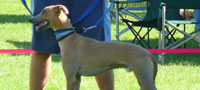 Stony at the 2009 NAWRA National match in WA. Photo courtesy of Beth Levine