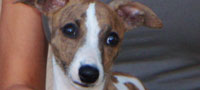 Buckley as a pup