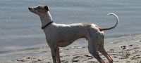 Slim Shady, sire of our 2008 litter. Photo courtesy of Jane Z