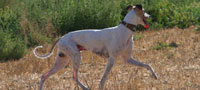 Slim Shady, sire of our 2008 litter. Photo courtesy of Jane Z