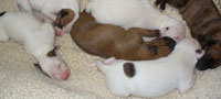 5 days old
