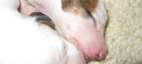 5 days old