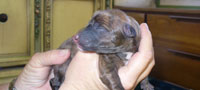 newborn