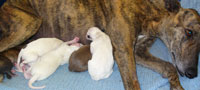 newborn