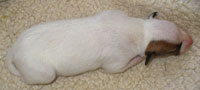 5 days old
