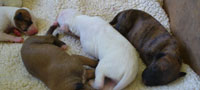 5 days old