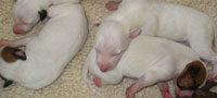 5 days old