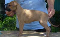 Mischiefs Fire and Rain, call name Caliente (Cali), will be going to Canada to new owner Bob Hobson