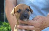 Mischiefs Fire and Rain, call name Caliente (Cali), will be going to Canada to new owner Bob Hobson